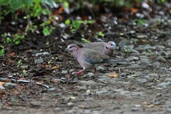 Streptopelia bitorquata