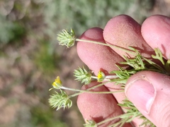 Ceratocephala testiculata