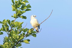 Leucopsar rothschildi