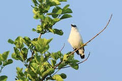 Leucopsar rothschildi