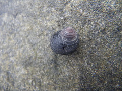 Littorina sitkana