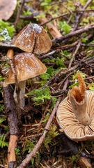 Cortinarius seidliae