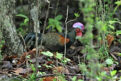 Gallus varius