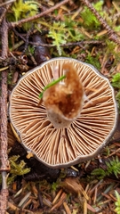 Cortinarius seidliae