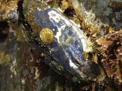 Mytilus californianus