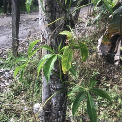 Syngonium angustatum