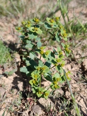 Euphorbia undulata