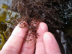 Odonthalia