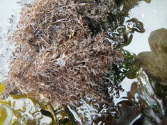 Odonthalia