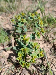 Euphorbia undulata