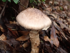 Matsutake