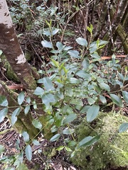 Atherosperma moschatum