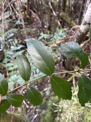 Atherosperma moschatum