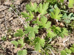 Ranunculus oxyspermus
