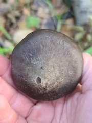 Entoloma ferruginans