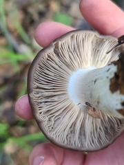 Entoloma ferruginans