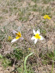 Tulipa biflora
