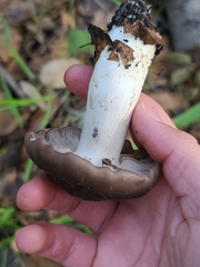 Entoloma ferruginans