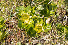 Caltha sagittata