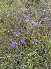 Sisyrinchium idahoense