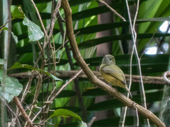 Mionectes oleagineus