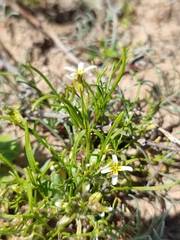 Leptaleum filifolium