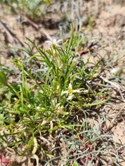 Leptaleum filifolium