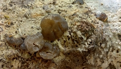 Exidia novozealandica