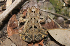 Incilius valliceps