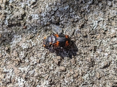 Nicrophorus nepalensis