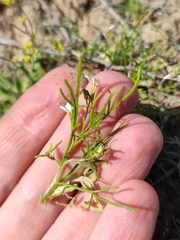 Leptaleum filifolium