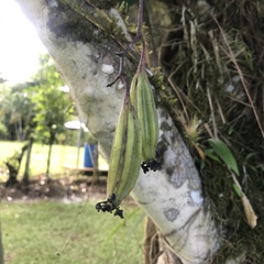 Trichocentrum crispiflorum