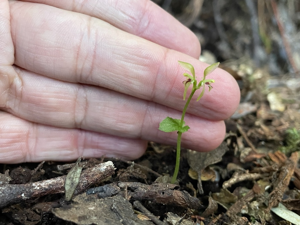 Townsonia viridis