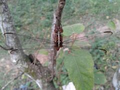 Orthemis discolor
