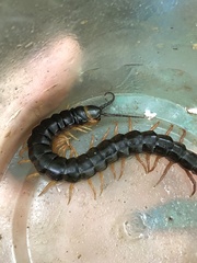 Scolopendra hermosa