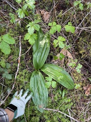 Scoliopus bigelovii