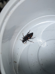 Nicrophorus nepalensis