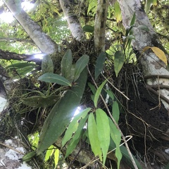 Trichocentrum crispiflorum