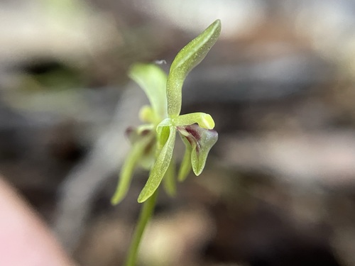 Image of Townsonia viridis by (c) Matt Berger, some rights reserved (CC BY)