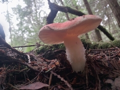 Russula cremoricolor