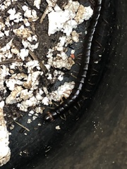 Scolopendra hermosa