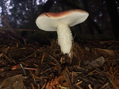 Russula cremoricolor
