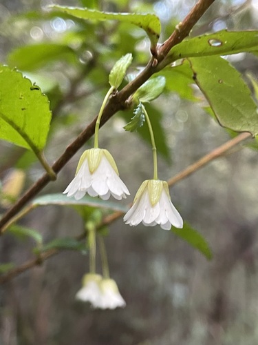 Image of Aristotelia peduncularis by (c) Matt Berger, some rights reserved (CC BY)
