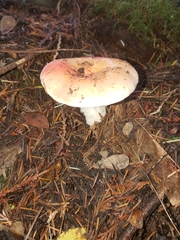 Russula cremoricolor