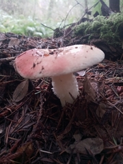 Russula cremoricolor