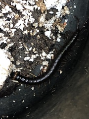 Scolopendra hermosa
