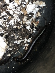 Scolopendra hermosa