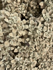 Pogonomyrmex rugosus