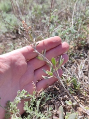 Atriplex verrucifera
