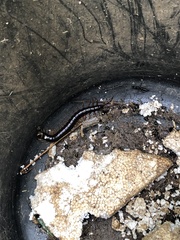Scolopendra hermosa
